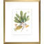 Antique Sassafras Print by Sprague