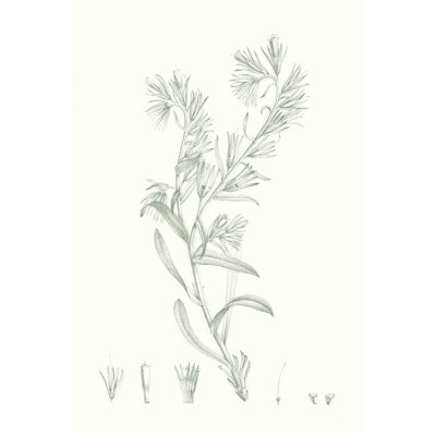 " Botanical Study In Sage II " by Vision Studio Painting Print