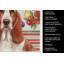 Torchon rouge et blanc Basset Hound-322069911