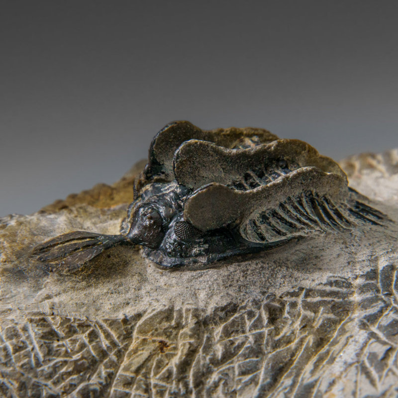 Véritable trilobite dans la matrice du Maroc