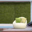 5cm Faux Hedge in Freestanding