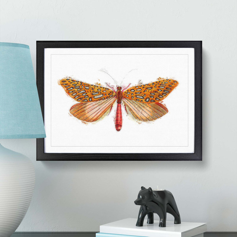 Venus Moth by George Shaw - Framed Print, 27cm H x 36cm W x 2cm D, Black Framed