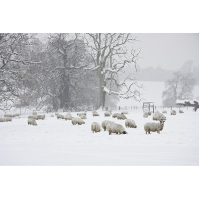 Sheep in the snow
