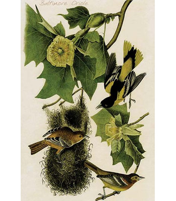 Oriole de baltimore-impression d’art graphique