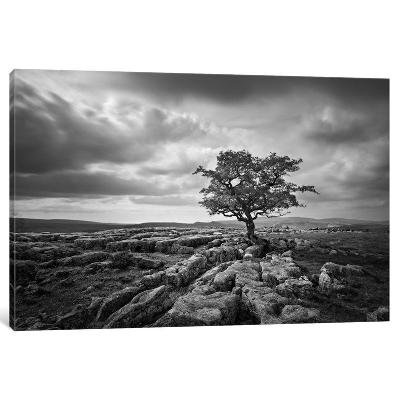 «Pavement and Tree I», reproduction de photo sur toile, H 8 po x l 12 po x P 0,75 po