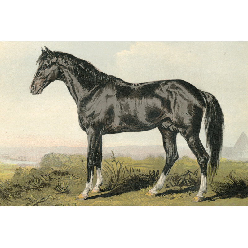 Cassells Horse II - Painting Print, 81cm H x 122cm W, Wrapped Canvas