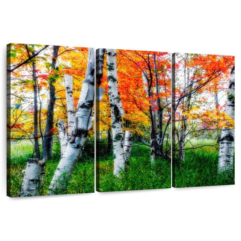 Alvord Birch Trees In Diffused Light During Fall, 24" H x 38" W