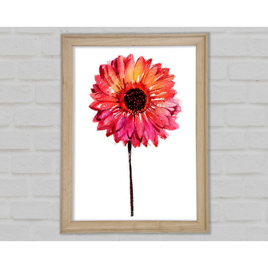 Gerbera Pinks Gerahmter Druck