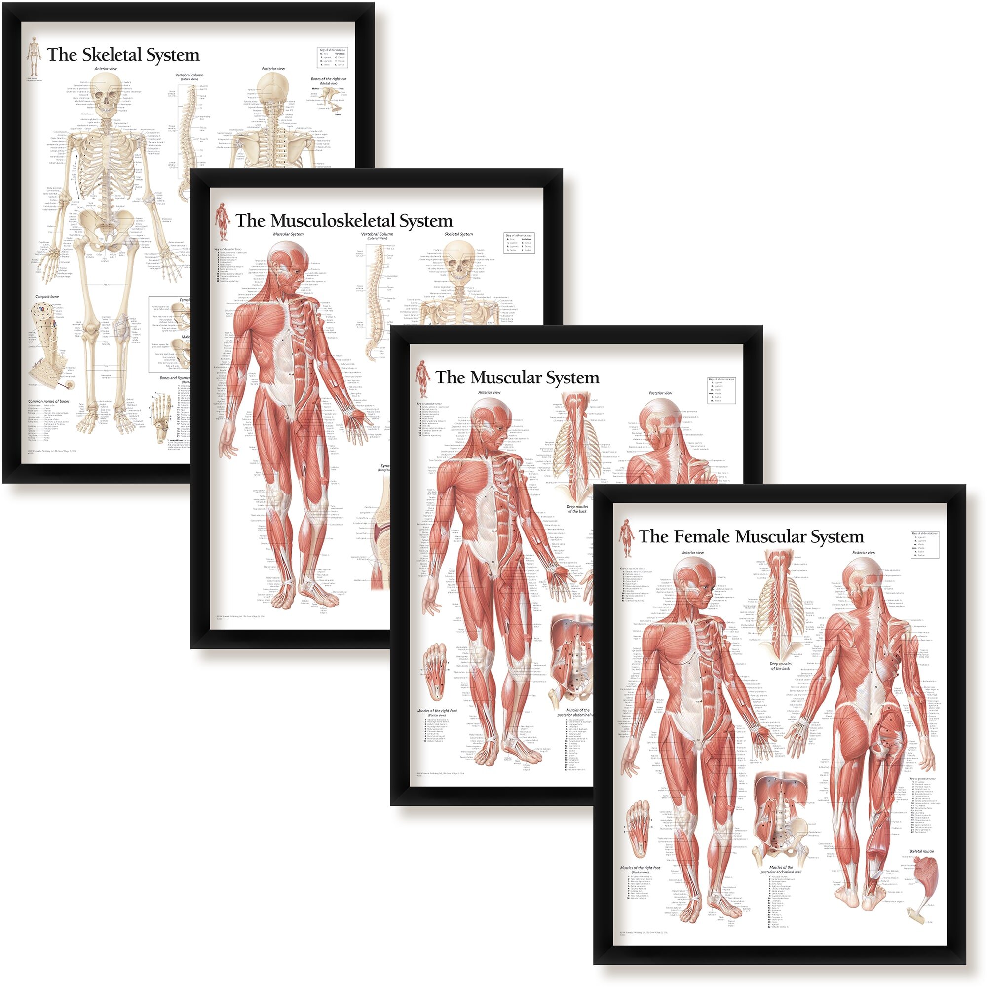 Trinx Jarlin Set Of 4 Framed Muscular Musculoskeletal And Skeletal
