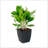 2-Pack Self-Watering Planter - Hand Woven Wicker - Thin Square - Espresso