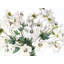 Arrangement blanc anémone
