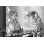 Wild Beauty (BW) 1 Piece Wrapped Canvas Wall Art-2053651755