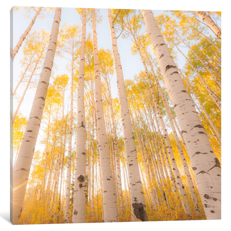 Colorado #2 by Dan Ballard - Wrapped Canvas Print, 93.98 cm H x 93.98 cm W x 3.175 cm D