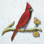 Décoration murale joyeuse cardinal