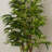 72'' Faux Tree in Pot