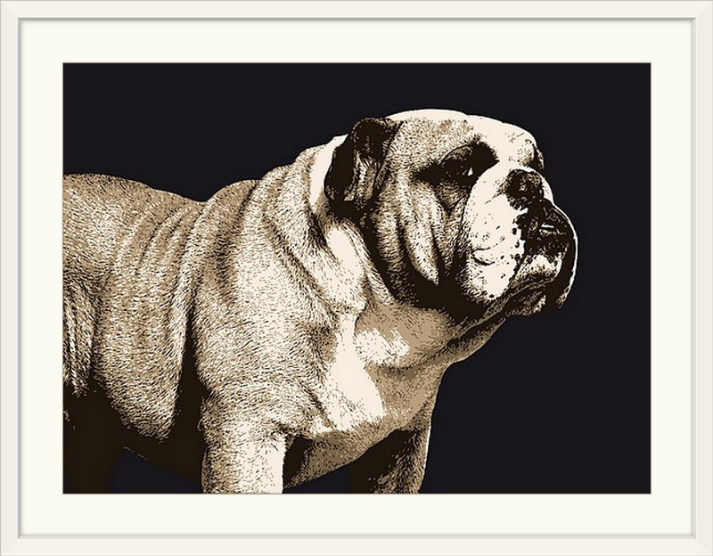 «Bulldog Spirit» par Francy, impression, H 34 po x l 44 po x P 1 po, Cadre blanc