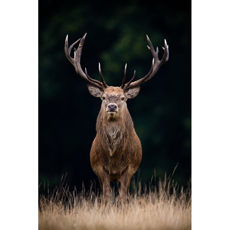 Red Deer by Damiankuzdak - Wrapped Canvas Print, 81cm H x 122cm W x 3.8cm D