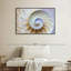Coquille Nautilus vide-243752070-243752065
