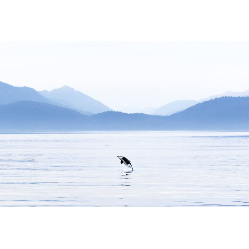 Killer Whale by Andrew Peacock - No Frame Print on Canvas, 20cm H x 30cm W