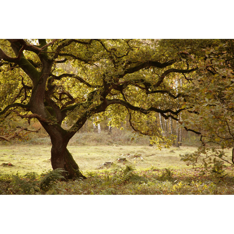 Oak Tree - Wrapped Canvas Print, 51cm H x 76cm W x 3.8cm D