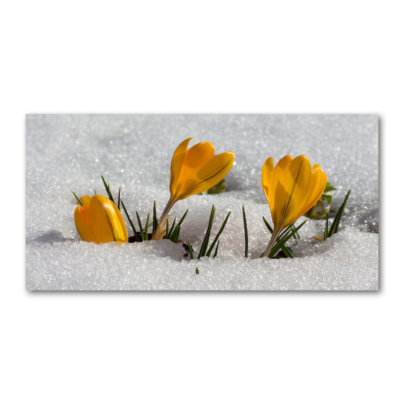 Crocuses In The Snow - No Frame Print on Canvas