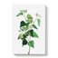 Silver Birch Tree Branch by Pierre-Joseph Redoute - Wrapped Canvas Painting-55318328