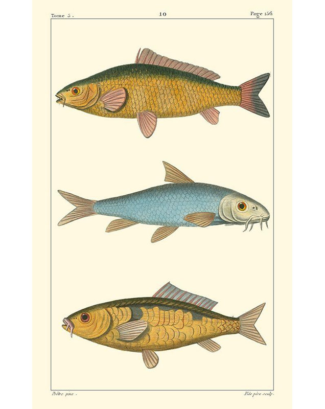 Toile tendue avec châssis Rosecliff Heights Pretre, titre: Freshwater Fish II, H 24 po x l 17 po