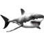Adhésif décoratif grand requin géant-772907108