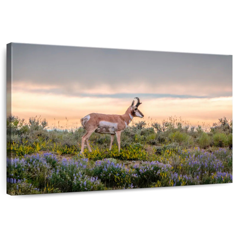 Antilope Brampt, H 16 po x l 24 po