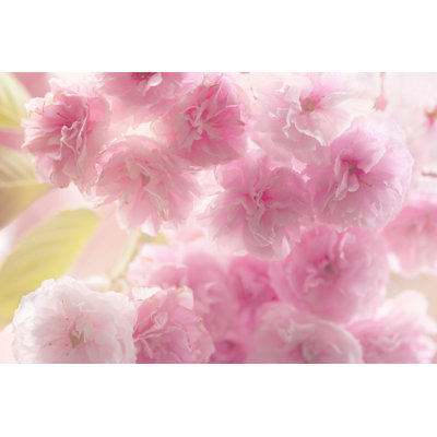 Raffles Blossom - Wrapped Canvas Print