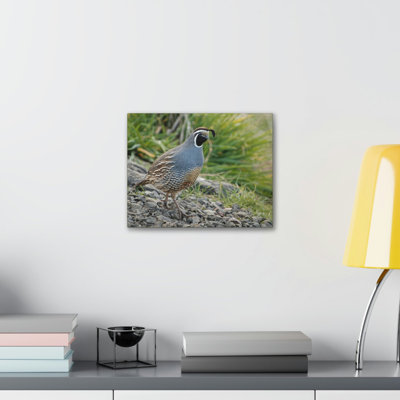 Gros plan sur Califonia Quail Art, impression de coq majestueux, art mural