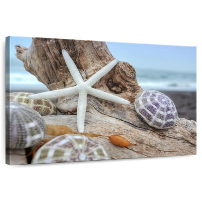 White crescent beach shells vii Aletra