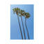 Palm Trees At The Beach by Melanie Viola - Wrapped Canvas Gallery-Wrapped Canvas Giclée-2003199803
