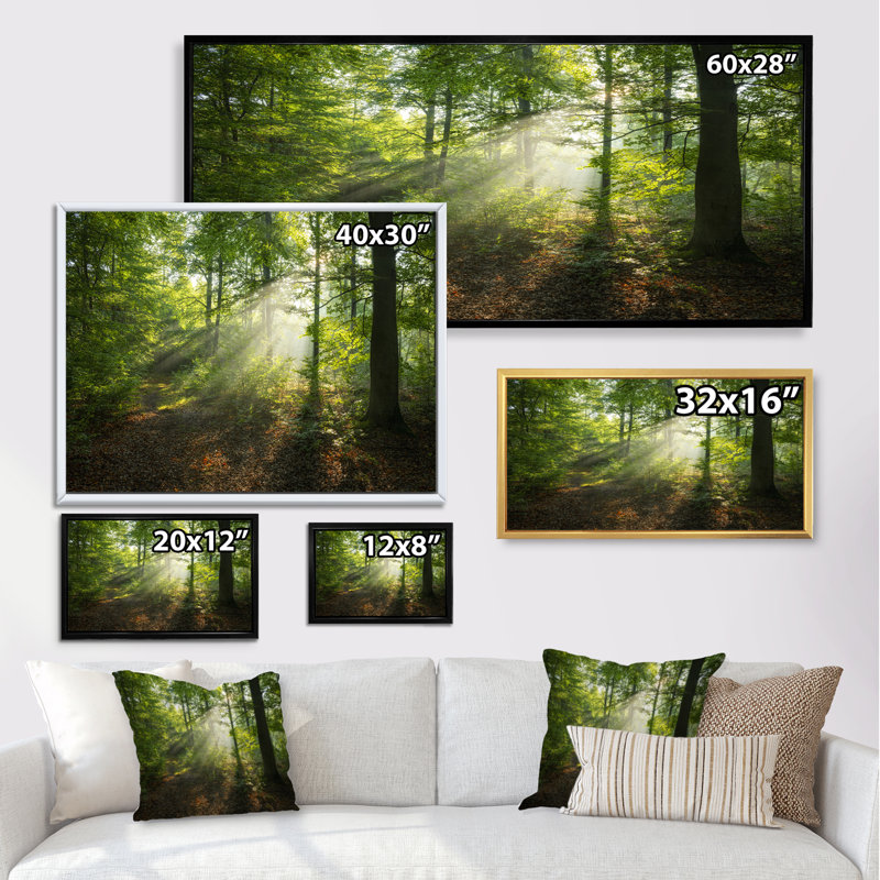 «Sunny Morning Magic Forest II», photographie sur toile, Cadre noir, L 60 po x H 28 po