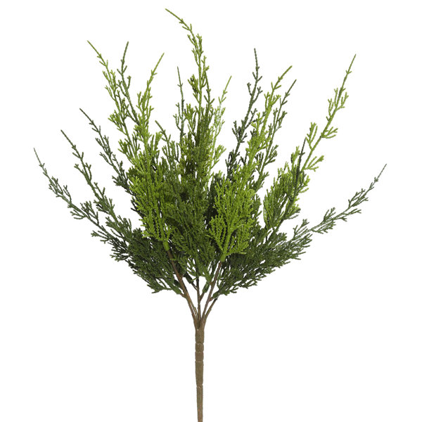 Millwood Pines Monterey Cypress Stems, Bushes, And Sprays Arrangement | Wayfair Monterey Cypress Stems, Bushes, And Sprays... 