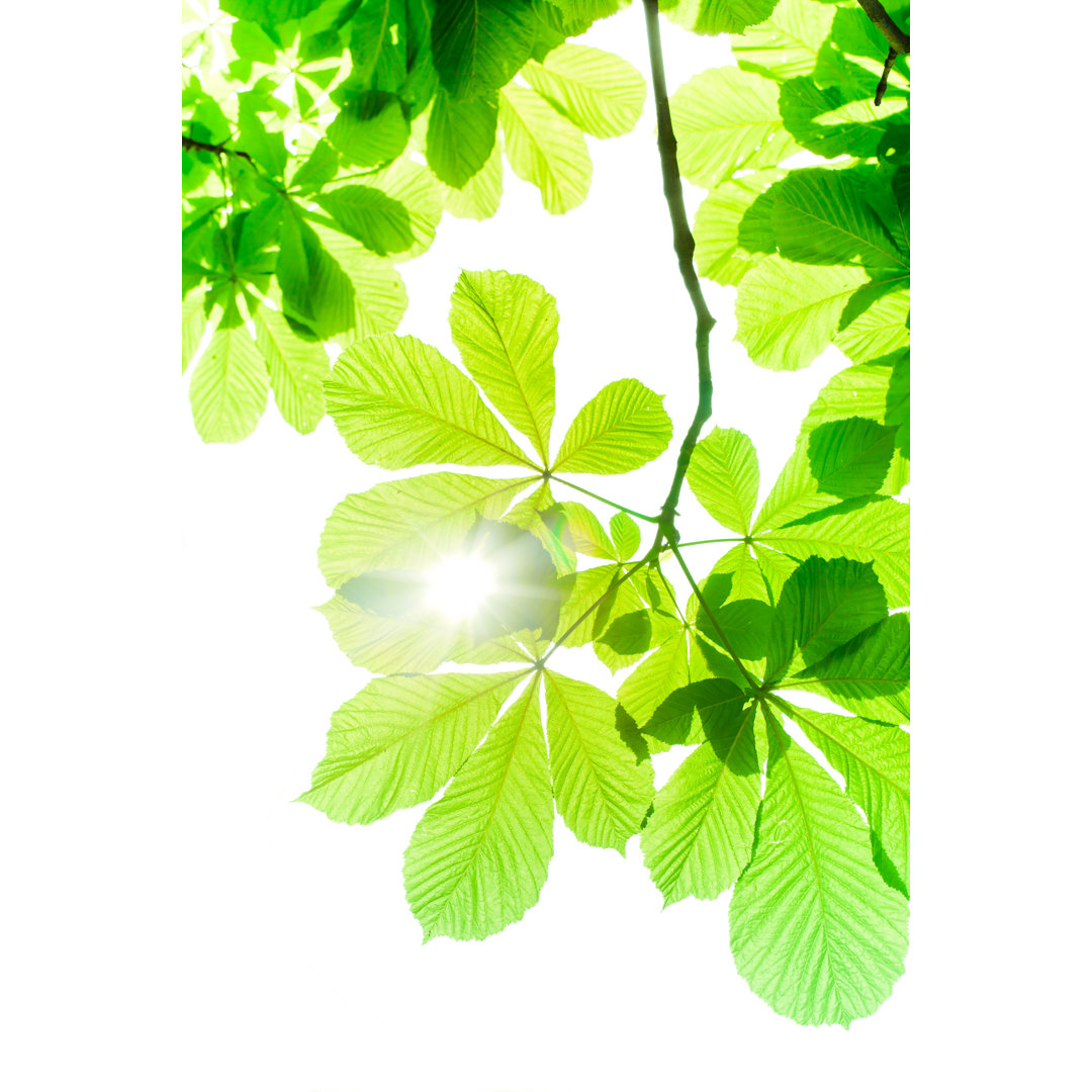 Chessnut Spring Leaves von Pawel Gaul - Druck auf Leinwand ohne Rahmen