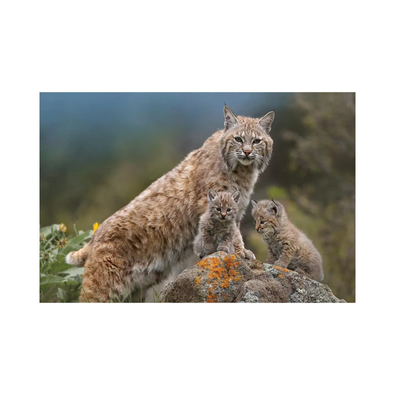 Bobcat Mother And Kittens, North America by Tim Fitzharris - Wrapped Canvas Print, 20.32 cm H x 30.48 cm W