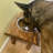 Elevated Feeder