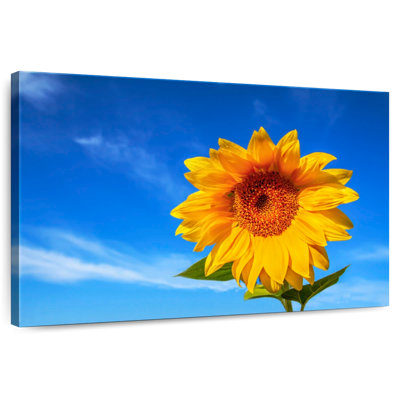 Harnek Lone Sunflower