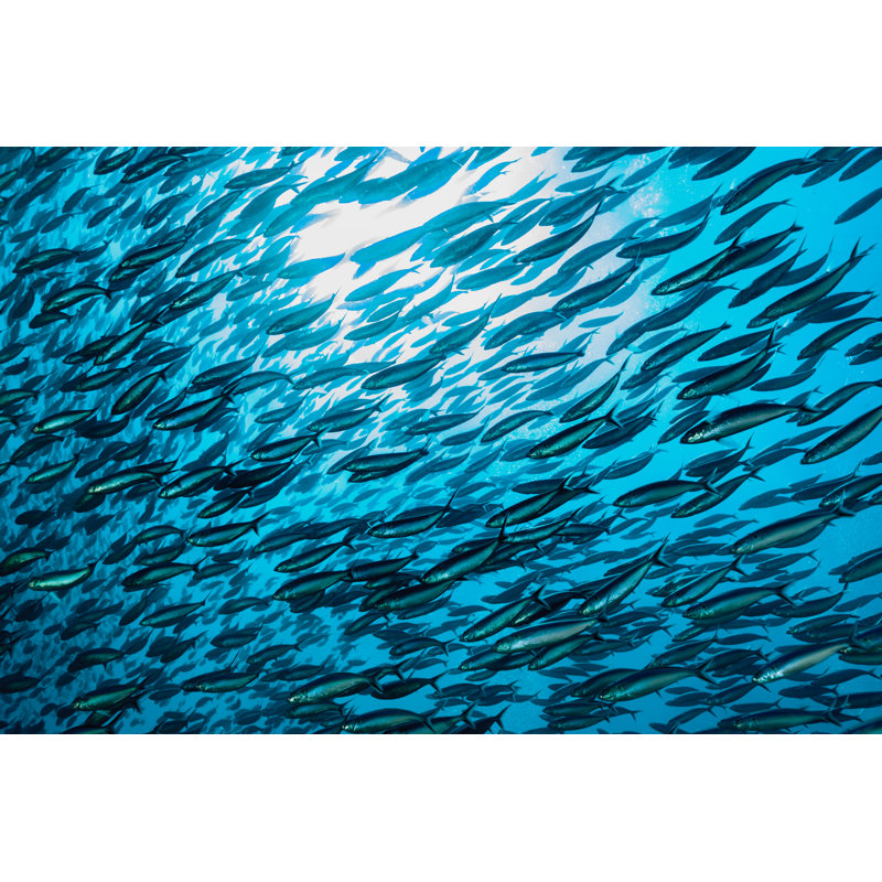 Fish - Wrapped Canvas Print, 30cm H x 46cm W x 3.8cm D