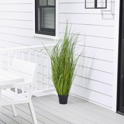 Herbe de fontaine en pot 60 po UV