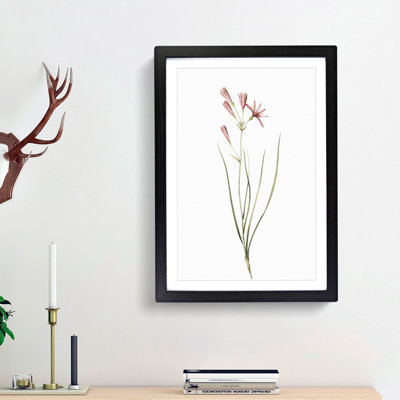 Amaryllis Flowers by Pierre-Joseph Redoute - Single Picture Frame Painting