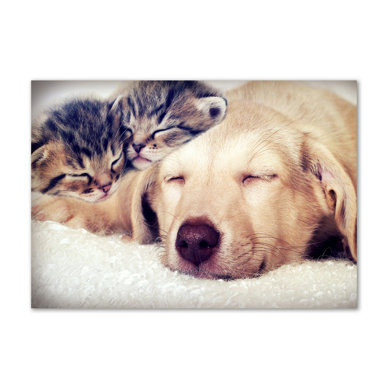Puppy And Cats - Wrapped Canvas Print