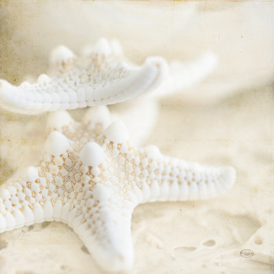 Étoiles de bord de mer