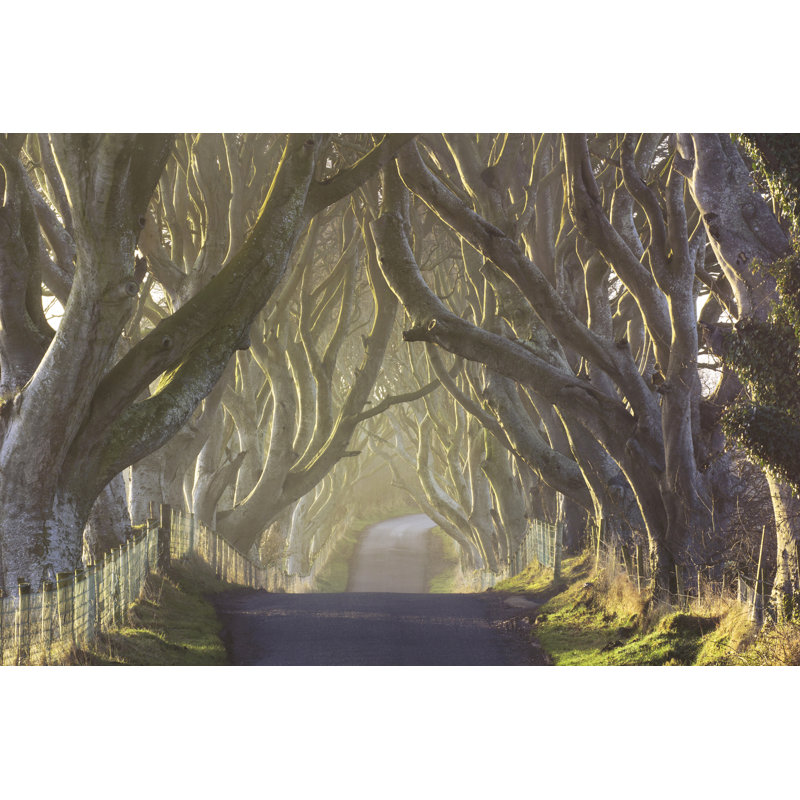 The Dark Hedges From County Antrim, Northern Ireland by Bogdanhoria - Wrapped Canvas Print, 12"H x 18"W