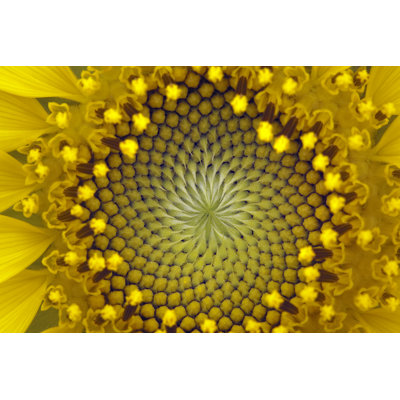 Close Up of the Center of a Sunflower by Belterz