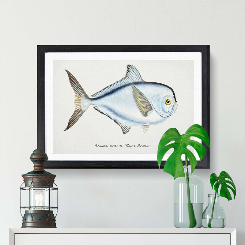 Illustration of a Rays Bream Fish by F.E. Clarke - Picture Frame Graphic Art Print, 48cm H x 65cm W x 2cm D, Black Framed