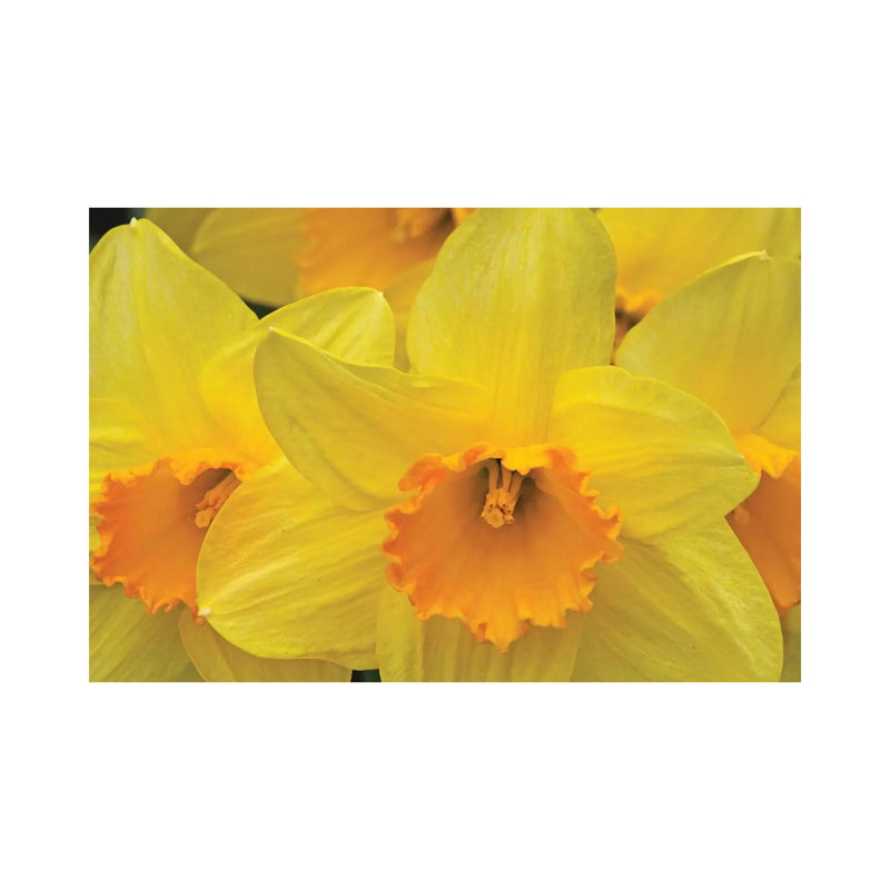 Daffodils 1 Piece Wrapped Canvas Wall Art