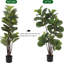 47cm Plant