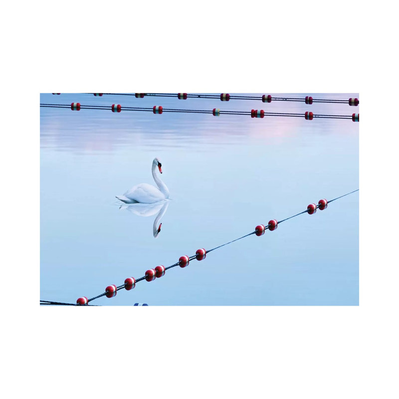 Swan And Ropes by James McLoughlin - Wrapped Canvas Print, 101.6 cm H x 66.04 cm W